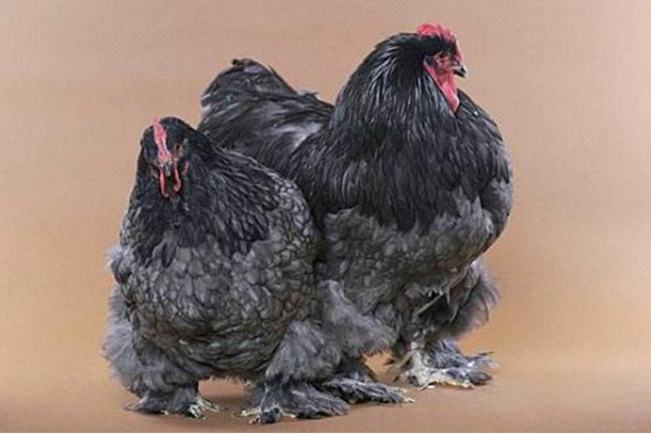 Foto Ayam Unik Aneh Muka Internet Gambar Yg