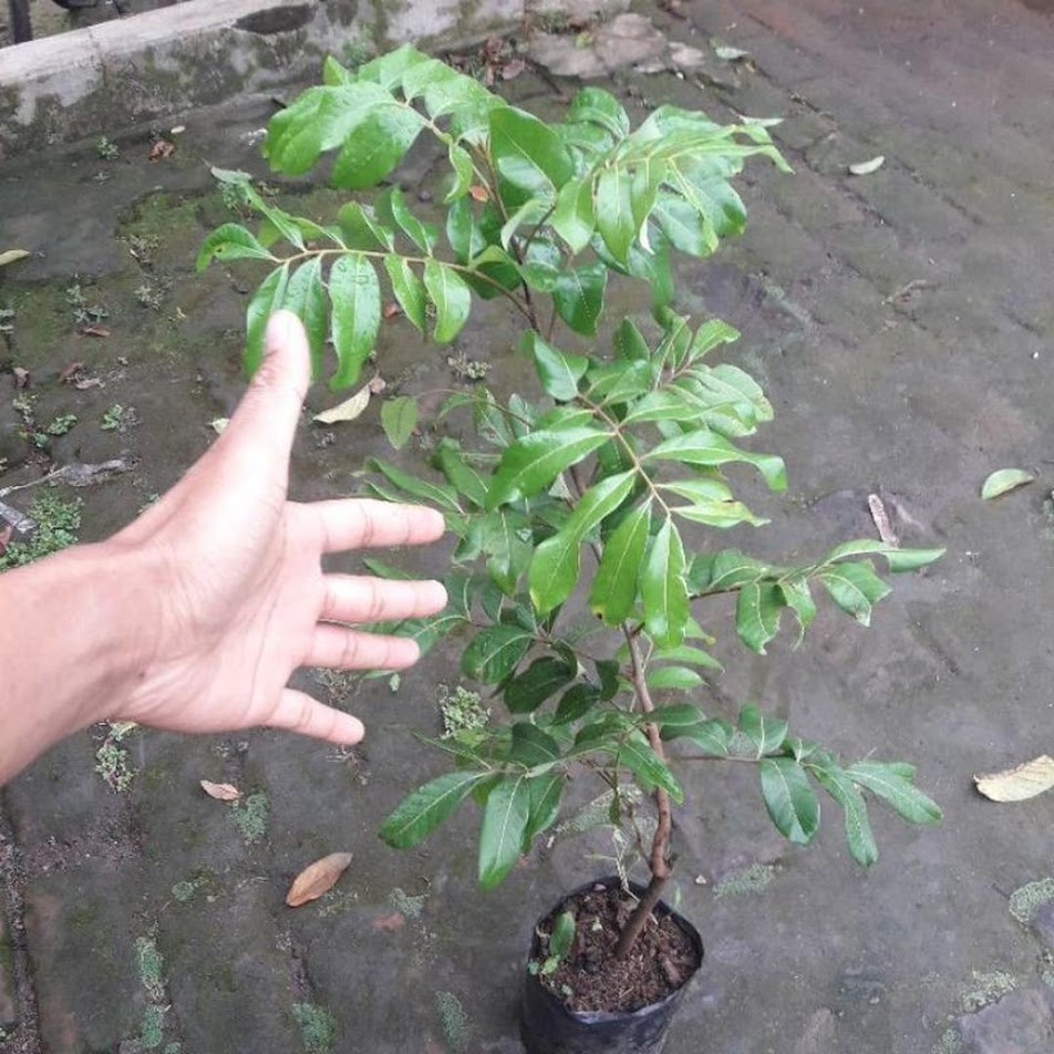 Original bibit Kelengkeng Matalada Hampir tanpa biji Cepat Berbuah Solok