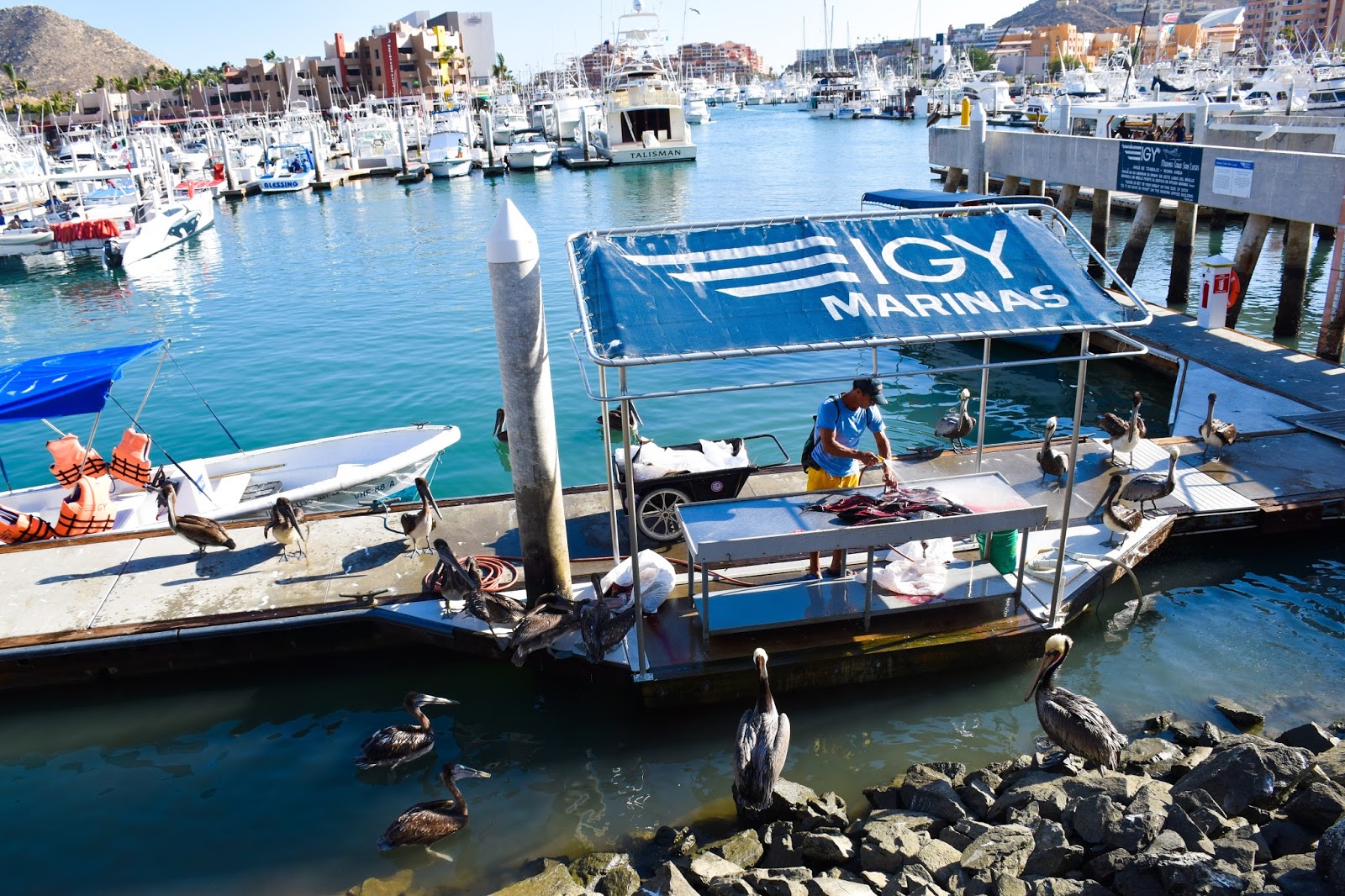 cabo san lucas marina