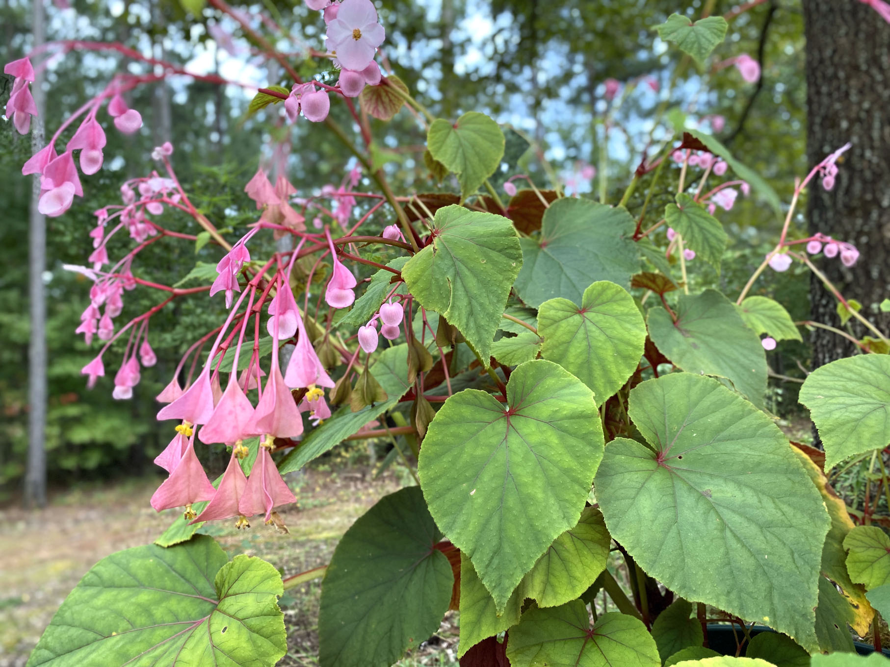 Quilted Blooms In Bloom 28 + Angel Wing Begonia