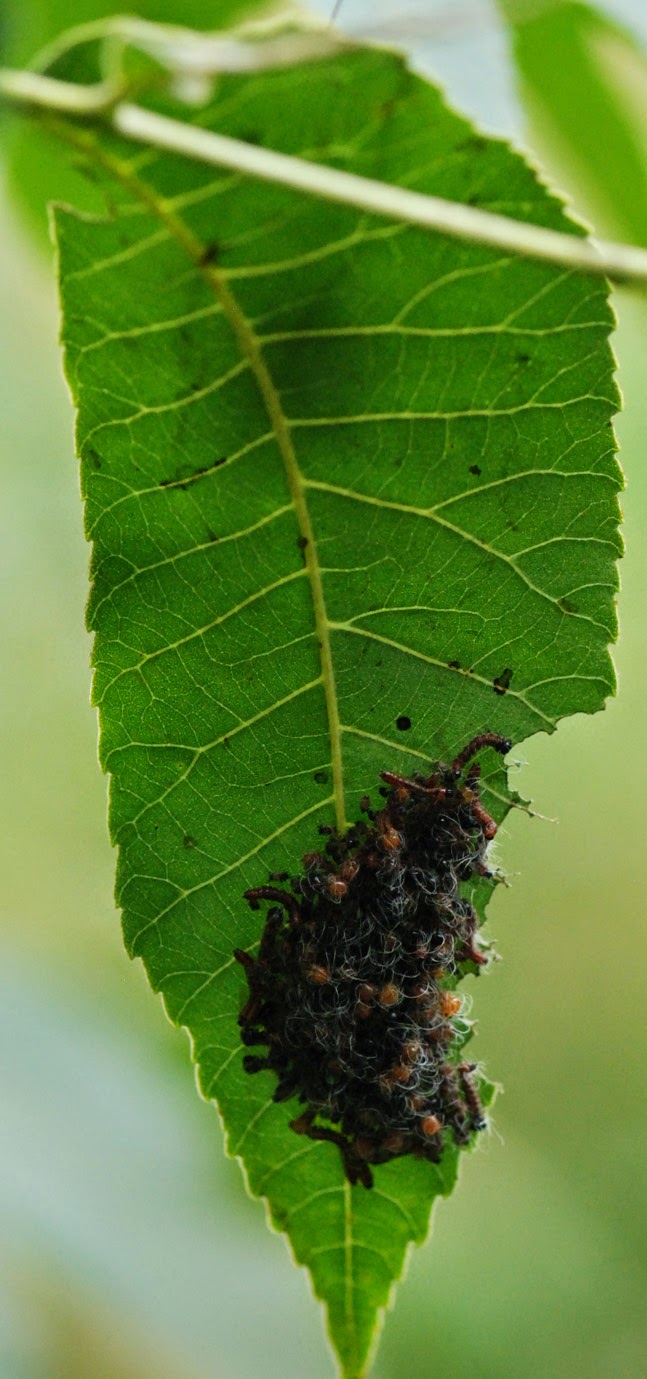 Gaia Garden Wheel Bugs Vs. Walnut Caterpillars