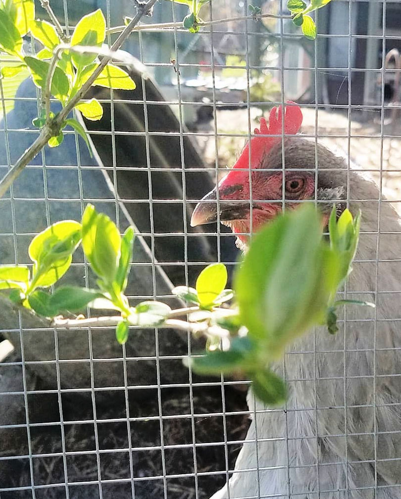 ChickenFriendly Backyard Landscaping Fresh Eggs Daily® with Lisa Steele