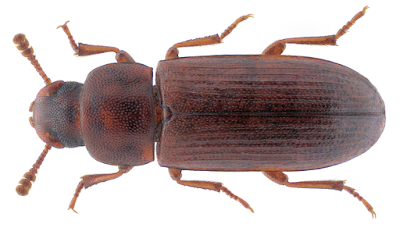 Gorgojo rojo de la harina Tribollum castaneum (Herbst) (Coleoptera: Tenebrionidae).