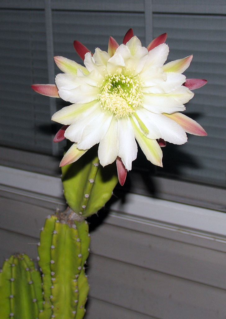 Poppular Photography The Cereus Night Blooming Cactus