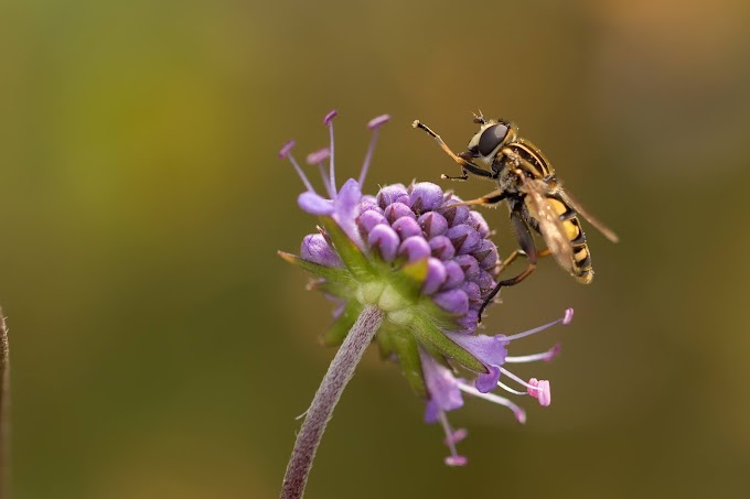 ¿Cuál es la contribución de las moscas a la polinización de los cultivos?