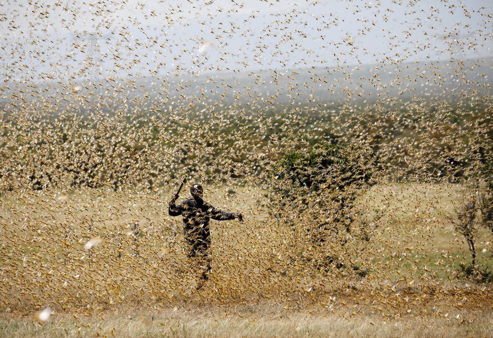 The Big Wobble HUNDREDS OF BILLIONS of locusts are swarming through
