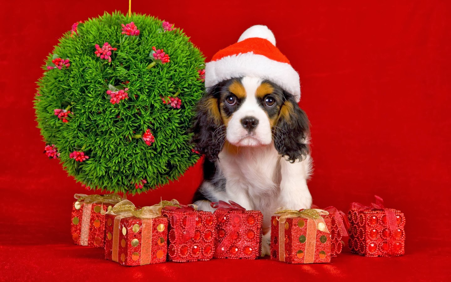 Luxury Christmas Gifts Ideas For Dogs and Dog Lovers