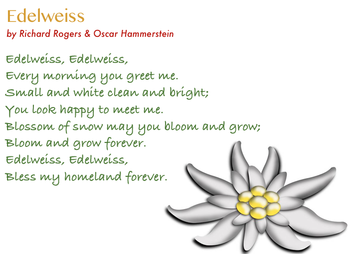 Эдельвейс текст. Edelweiss слово. Эдельвейс песня. Эдельвейс цветок.