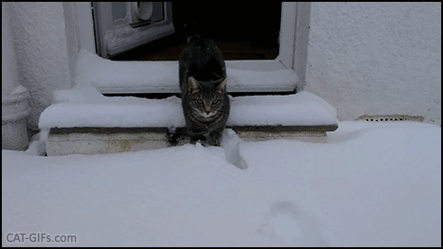 Funny Cat GIF • Cat meets fresh snow and goes nuts! “Cocaine! Free cocaine everywhere!” Funny Cat GIF • Cat meets fresh snow and goes nuts! “Cocaine! Free cocaine everywhere!”