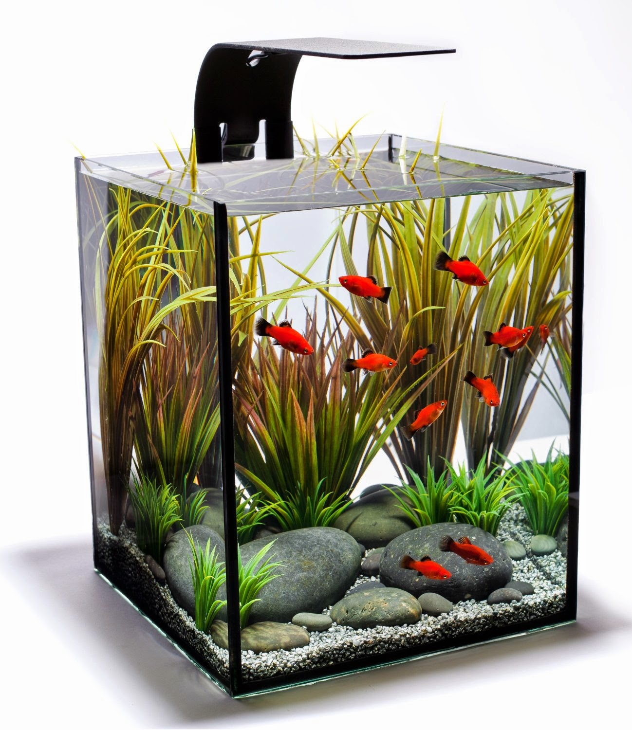 Modern Modern Fish Tank Designs for Living room