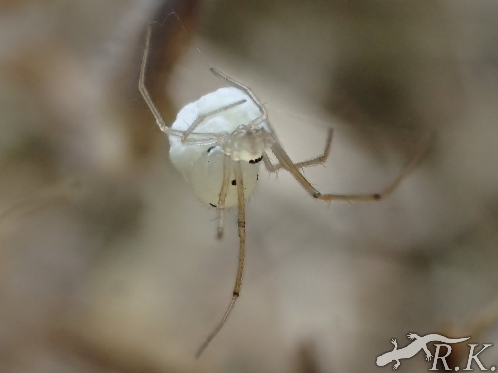 小さな隣人たちの世界: ヤホシヒメグモ Chrysso octomaculata (Bösenberg & Strand, 1906)