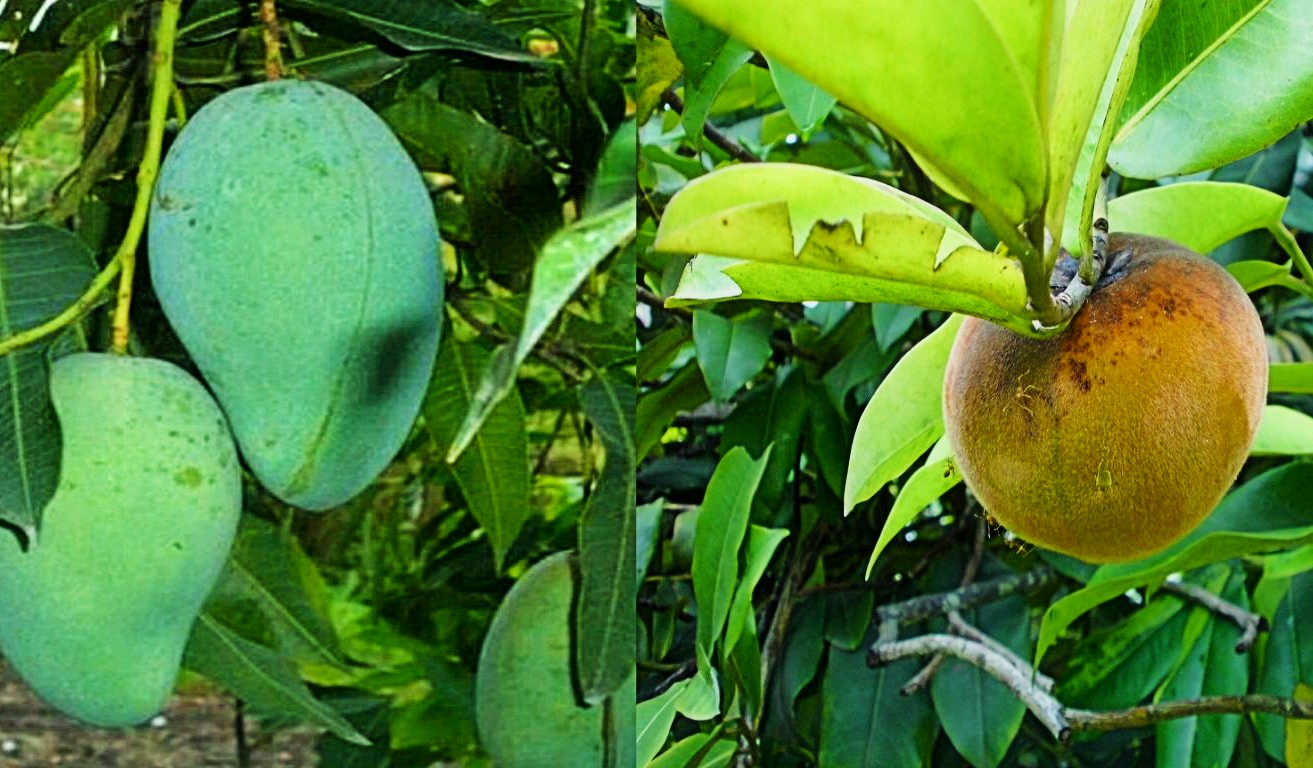 Mimpi Makan Mangga Melambangkan Apa Berikut 13 Artinya Mimpi Makan Mangga Melambangkan Apa Berikut 13 Artinya