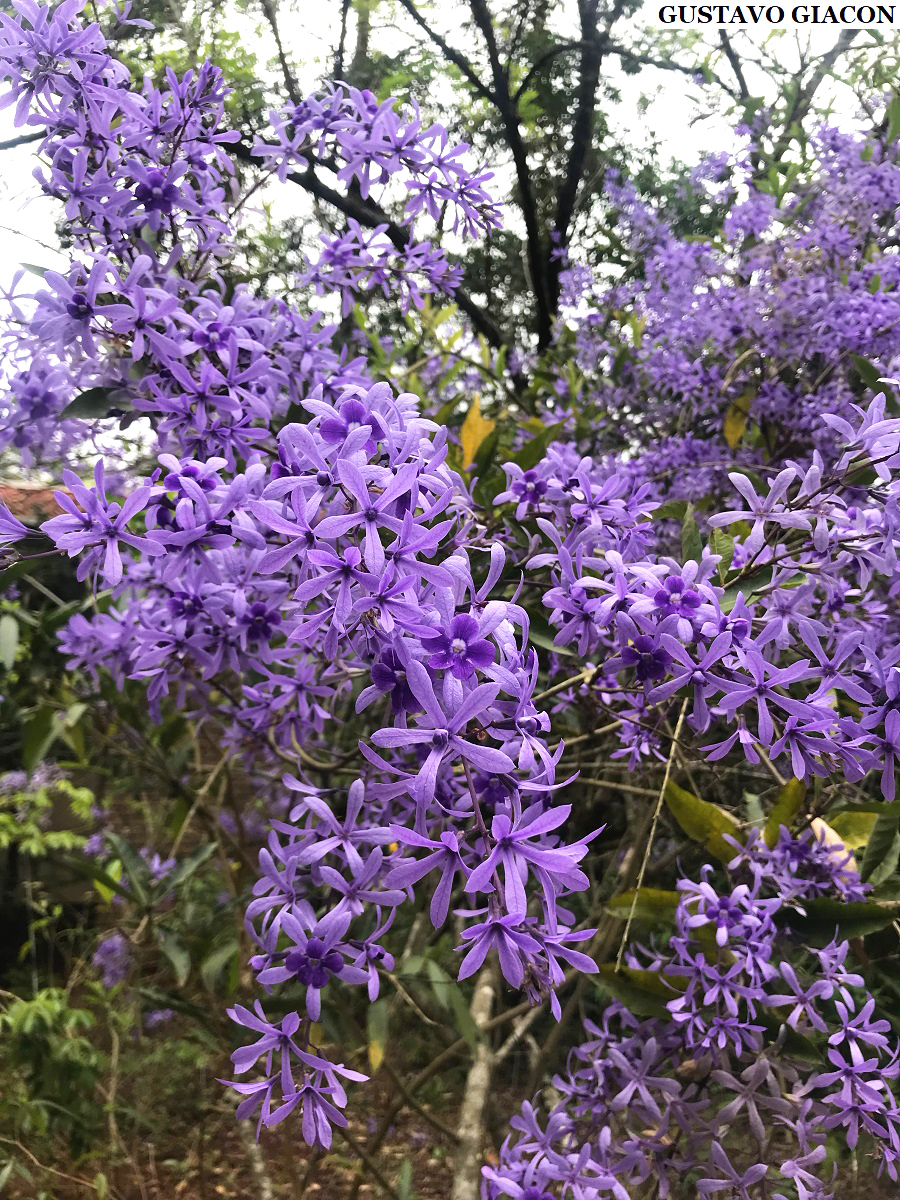 Viveiro Ciprest - Plantas Nativas e Exóticas: Petreia ou Flor de São Miguel  Azul ( Petrea (subserrata) volubilis )