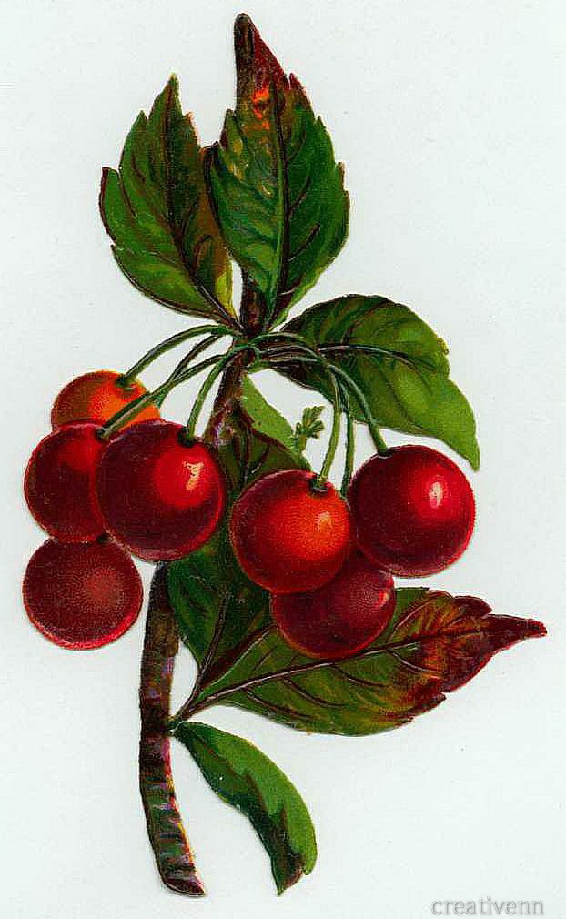 Элемент плодовое. Ботаническая живопись фрукты. Древние ягоды. Самые древние ягоды. Вишня Ботаническая иллюстрация на прозрачном фоне.