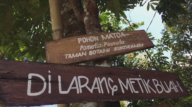 Ines Yuanta Blog >> Dilarang memetik buah Dilarang memetik buah di Taman Botani Sukorambi