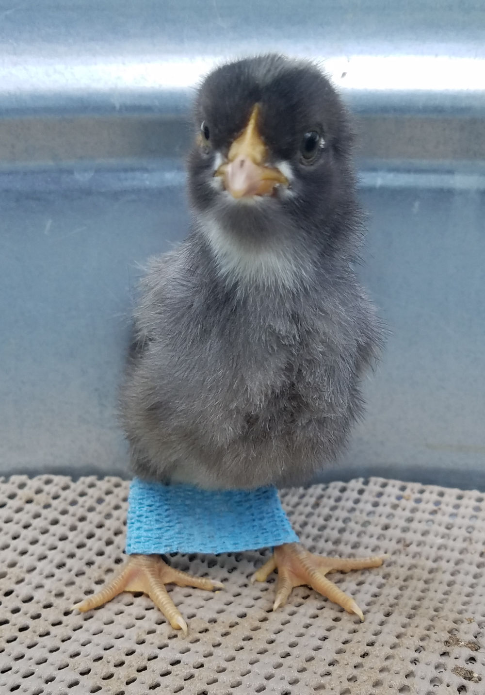 Spraddle Leg and Curled Toes in Baby Chicks Prevention and Treatment