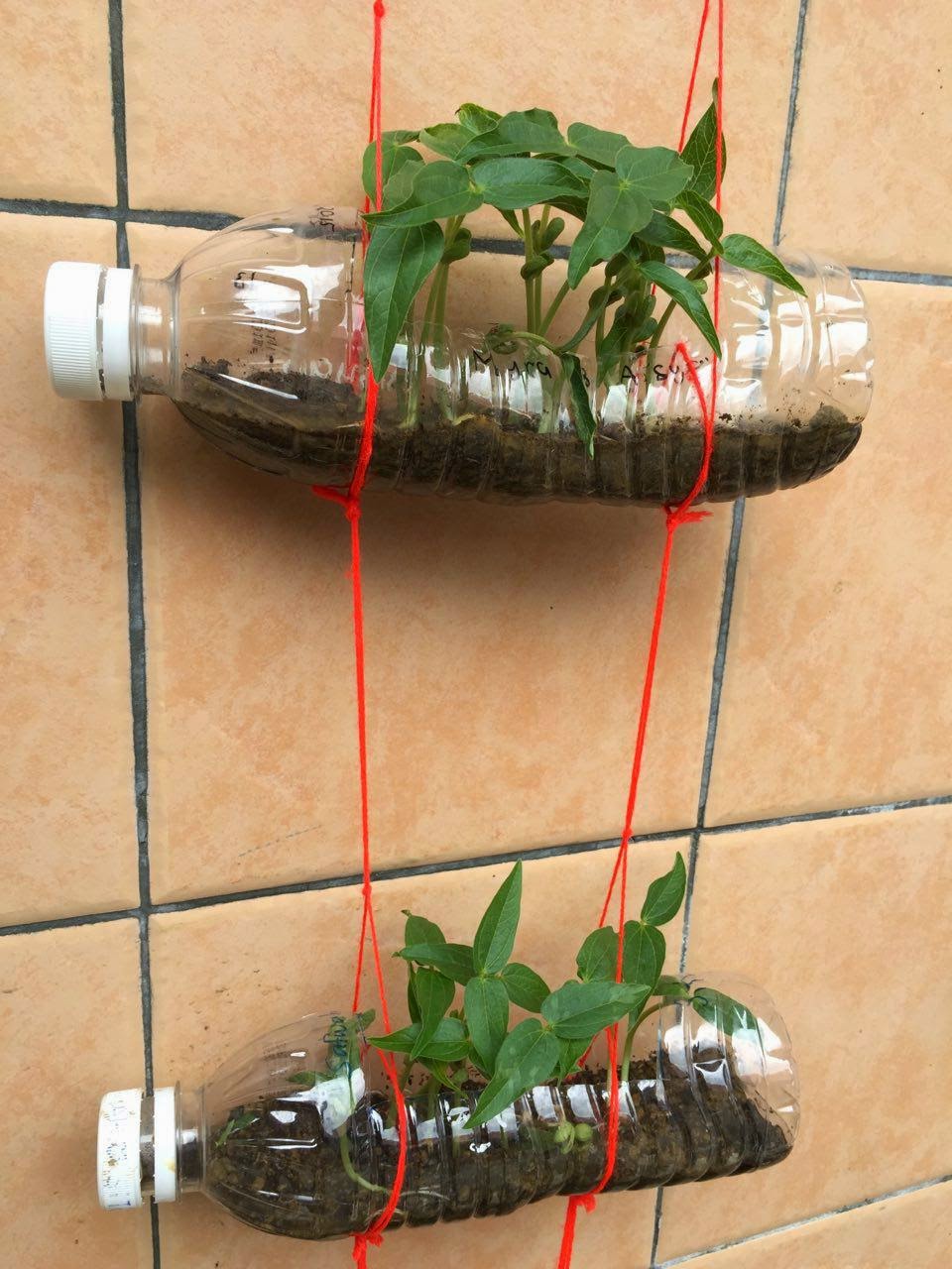 Idea P&P Sains : Tropisme (Beansprout Garden)