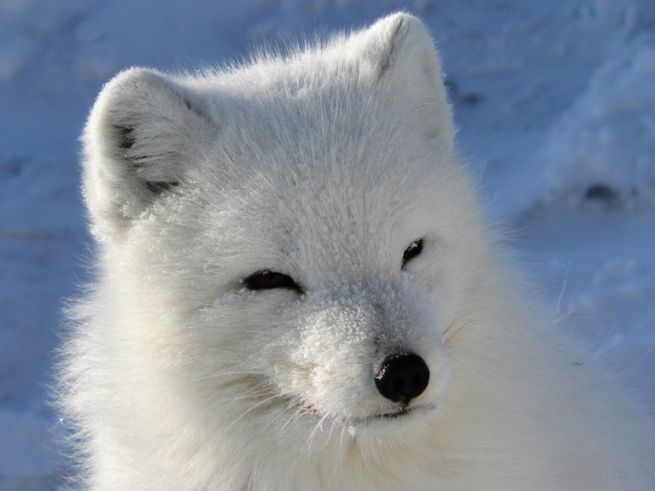 Ultima Thule: The gorgeous Arctic Fox, celebrated as 'Mikkl' by ...