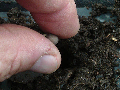 Covering seeds with compost Green Fingered Blog