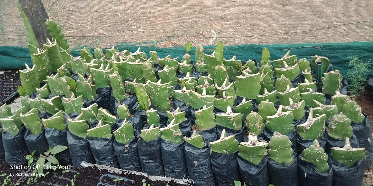 Rich Farm Kenya Profitable Agribusiness Ideas in Fruit Farming Why Dragon Fruit Is Set To Be