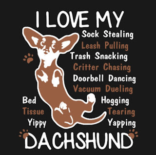 dachshund quotes