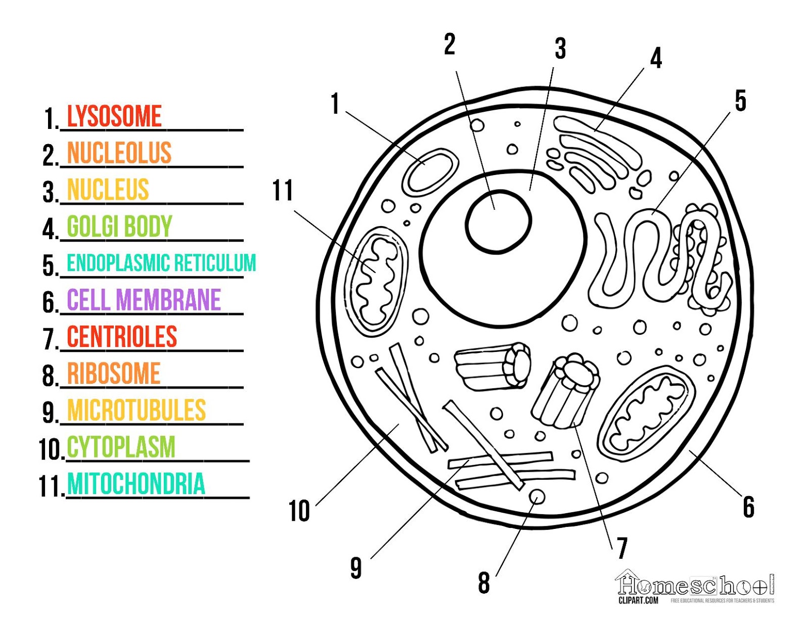 animal-cell-diagrams-labeled-printable-101-diagrams