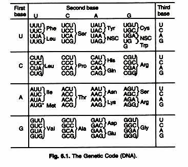 Genetic code | Definition, Characteristics, Table, & Facts