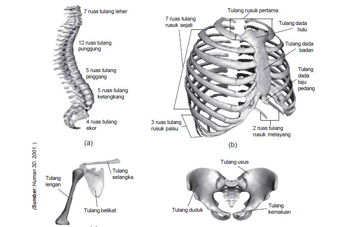 Kunci Jawaban Lkpd Gerak Parabola