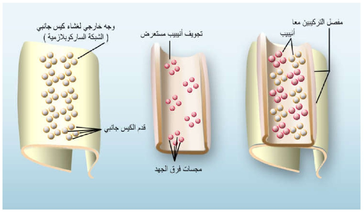 الشكل 13-11: التركيب الدقيق لالتقاء الأنيبيب المستعرض مع الكيس الجانبي.