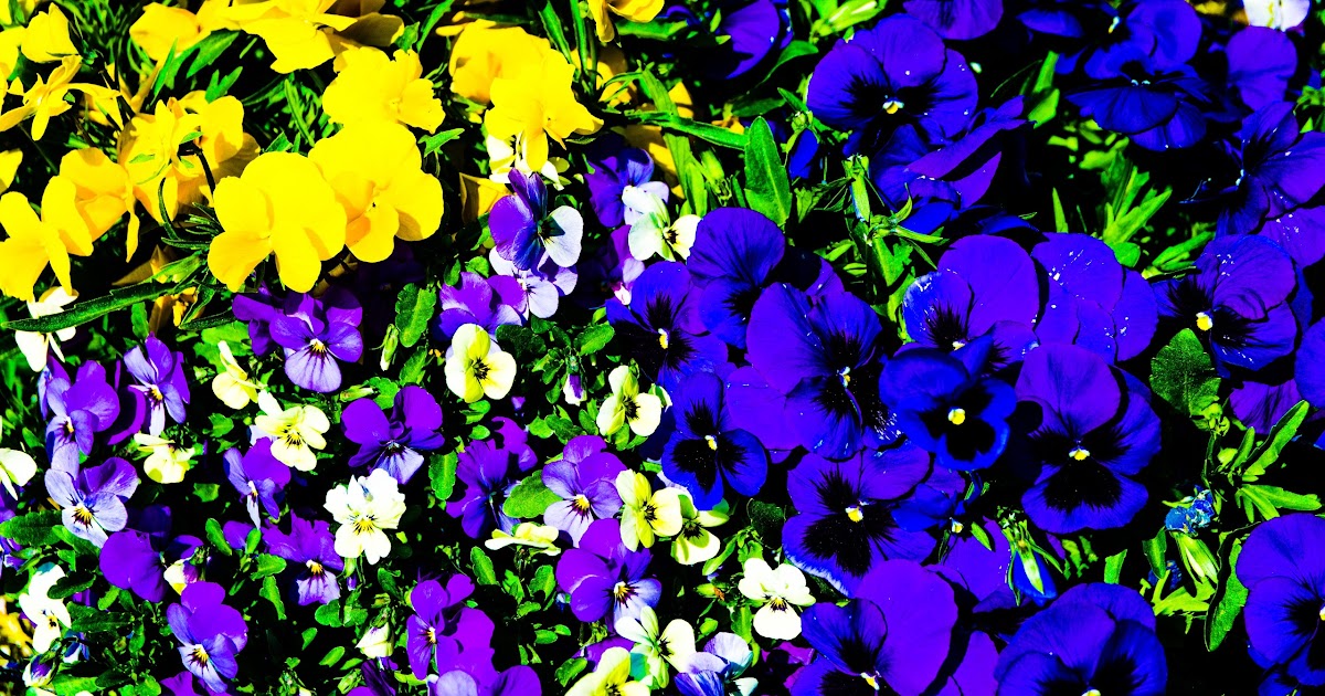  「神の粒子」はブラジル人なしでは決して発見されなかったでしょう