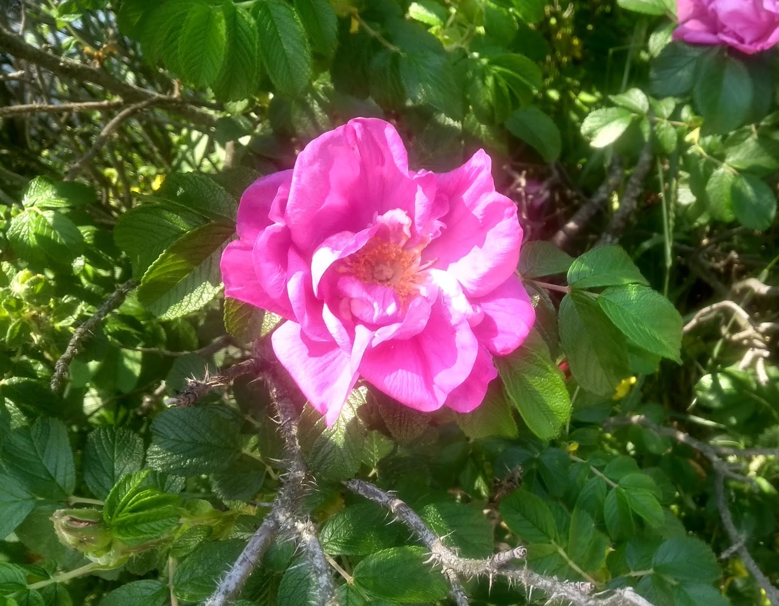 Klimakterie häxan Rosornas krig