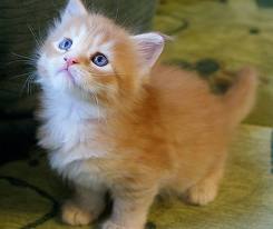 9 Gambar Anak Kucing yang Imut