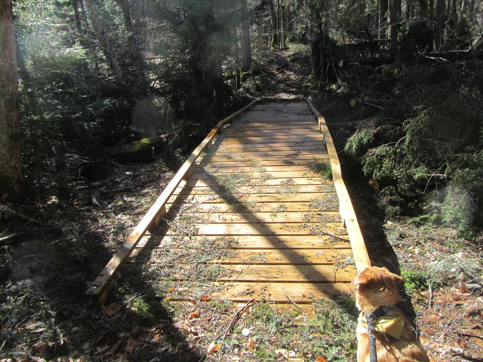 Tomcat's Outdoor Adventures Hiking the Floodwood Loop