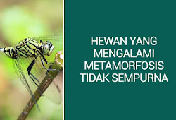 7 Contoh Hewan Yang Mengalami Metamorfosis Tidak Sempurna