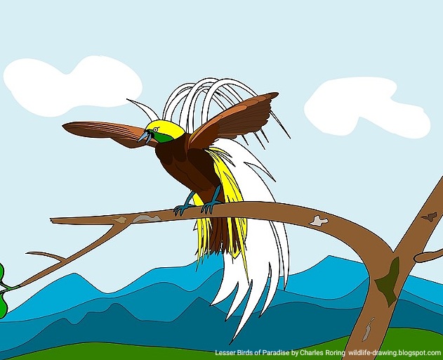 Vector drawing of Cendrawasih Kuning Kecil Digital art of Bird of Paradise created by Charles Roring