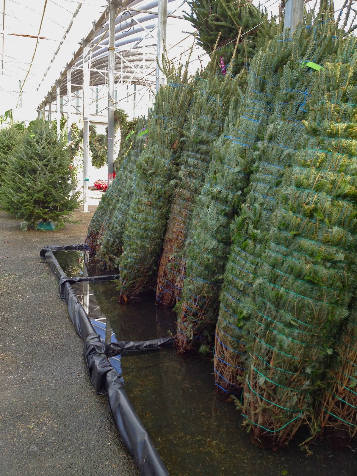 Where's Eldo? How to Find a REAL Christmas Tree in Florida