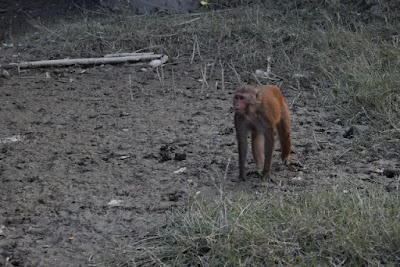 A monkey in the Karamjol of the Sundarbans A monkey in the Karamjol of the Sundarbans