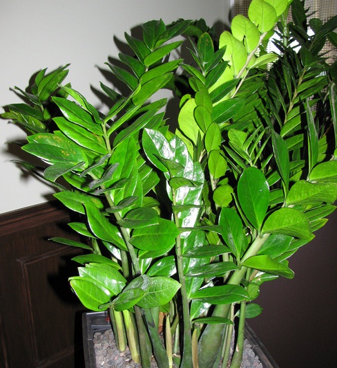 Tanaman Hias Daun Yang Populer Di Masyarakat Tips Petani