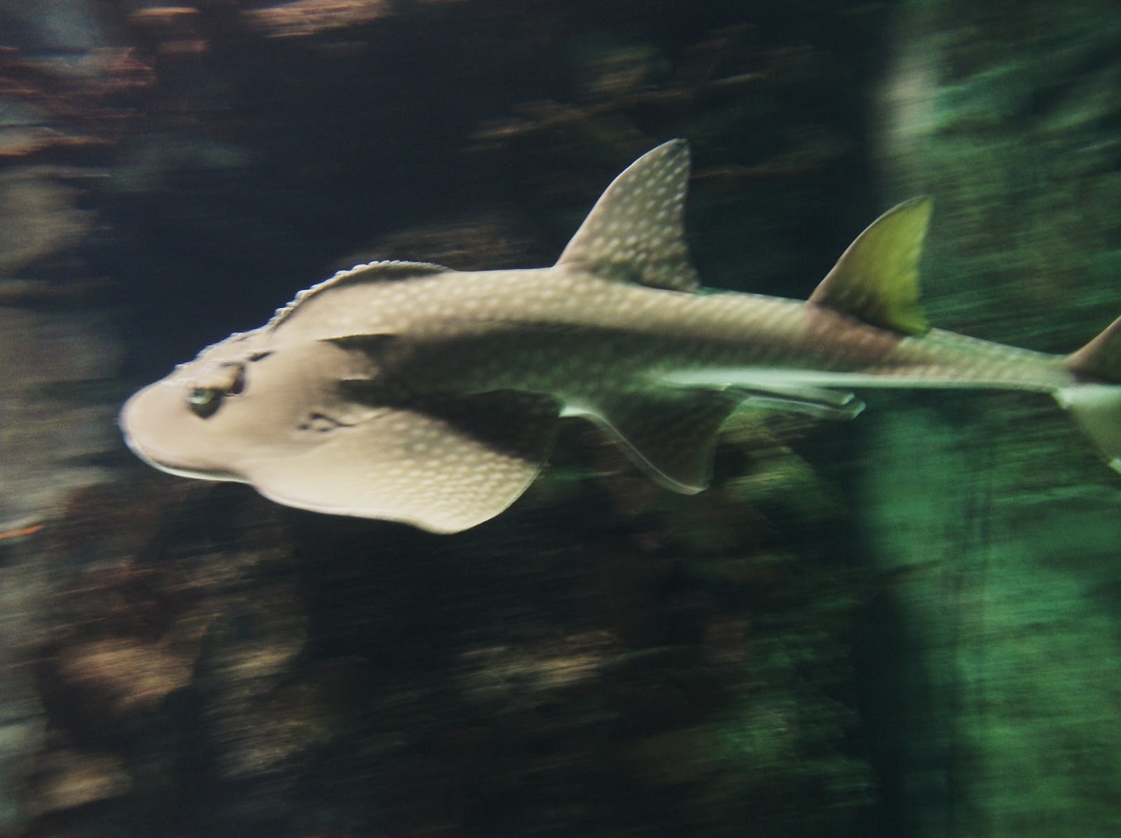 Best of the Bulletin Board: Shark Rays
