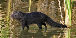 Marsh mongoose