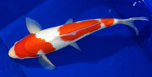 Supplier Ikan Koi Di Kabupaten Pamekasan
