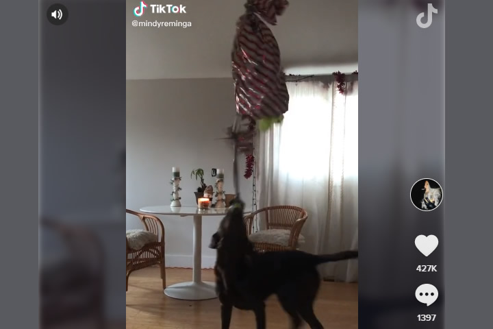 Sorprenden a perrito con una piñata llena de sus cosas favoritas