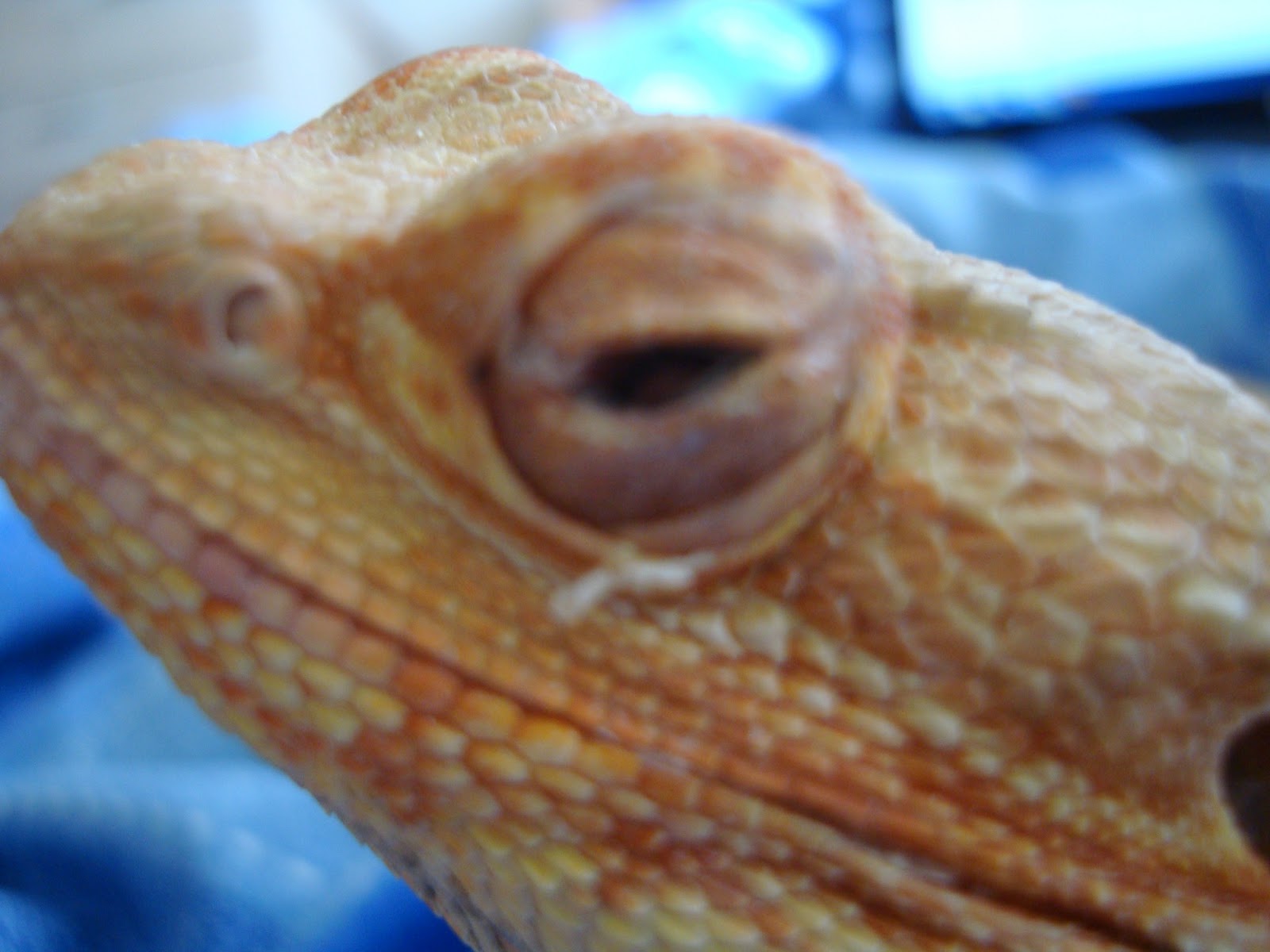 bearded-dragon-care.jpg