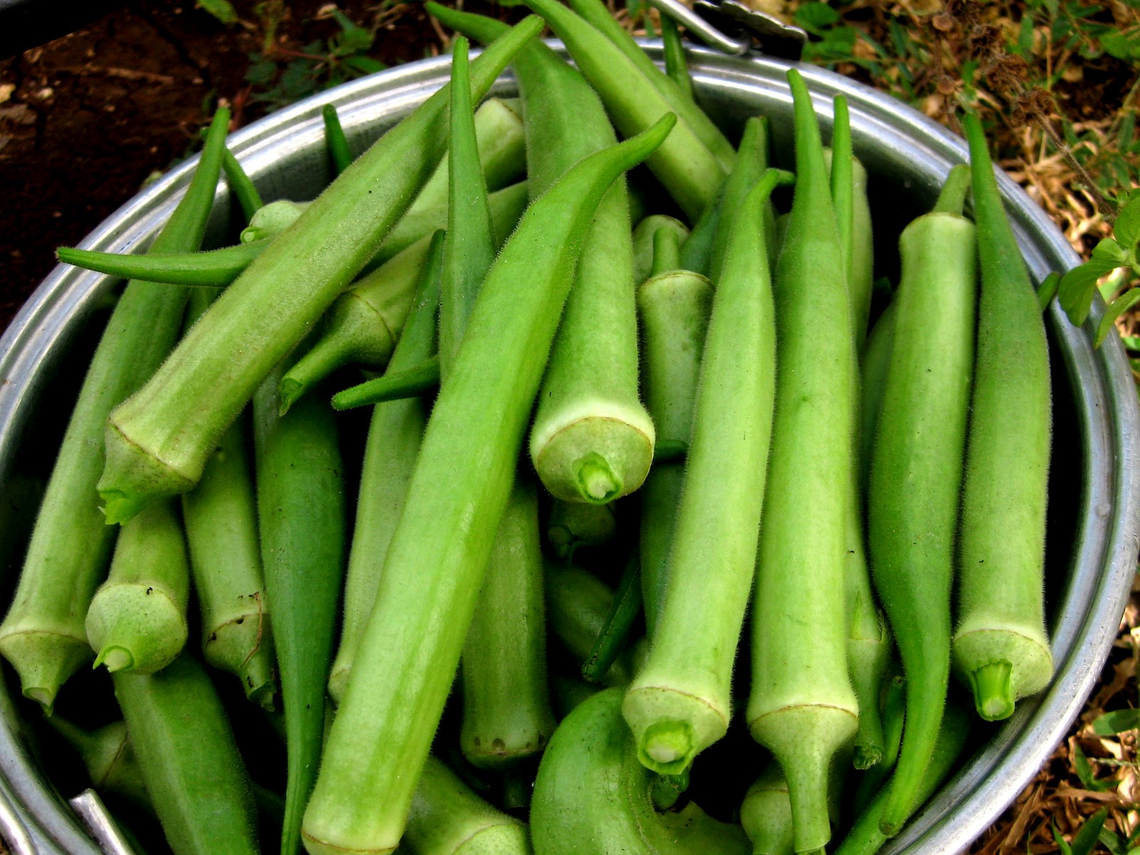Зеленый длинный овощ. Турецкий овощ Бамия. Зеленые овощи. Зеленый овощ длинный. Вьетнамские овощи.