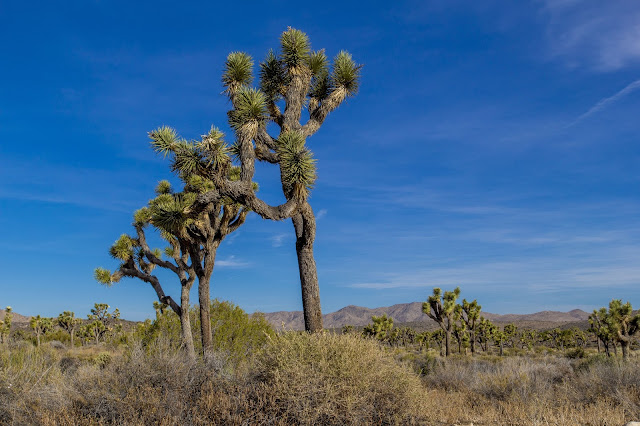 Joshua Tree National Park