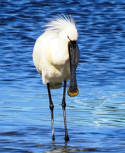 Spoonbill