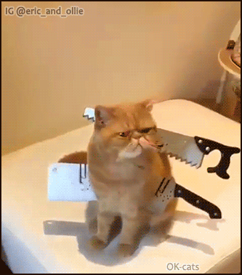 Funny Cat GIF • When your Exotic shorthair cat is not scared of your Halloween axe and hand saw, haha! Funny Cat GIF • When your Exotic shorthair cat is not scared of your Halloween axe and hand saw, haha!