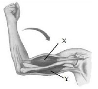 Perhatikan gambar mekanisme gerak pada lengan berikut! Ketika lengan