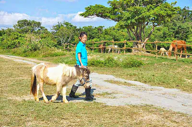 girl, pony, horses, wooden fences