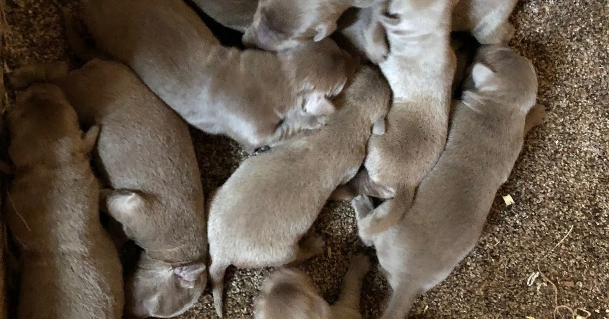 Silver Domestic dogs at the Farm!